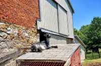 Historic charm, all new amenities at Swallow's Rest: East - 4 stjerner