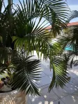First Day Hotel on Aruba Hotels in Matividiri