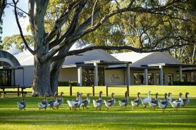 Serafino McLaren Vale