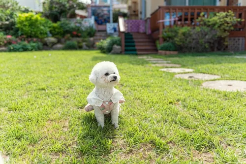 Ulsan Sea Picnic Pets Friendly Pension - Uima-altaat