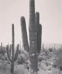 Cozy home in the heart of the desert!  5 minutes from the Saguaro National Park!