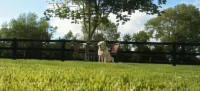 Hazelbrook Killarney