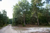Spring Warrior Pines5 min to the ocean, boat ramp, and the WMA. - 3-Sterne