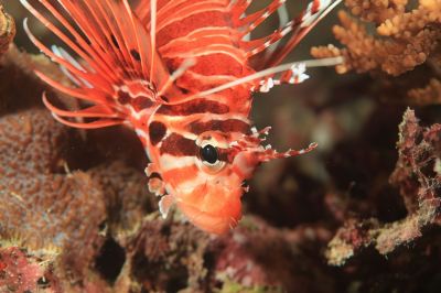 その他 アンサナ イフル モルディブの写真