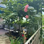 Panorama  호텔