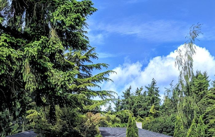 The Douglas-  Mid Century Charmer Near Seattle Airport