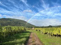 Phil’Audelà Small haven of peace of 50 m2 in a small Alsatian village. - Private Pool