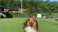 Izumigo Yatsugatake Dog Paradise Cottage