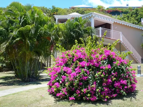 Studio Cannelle - n° 733 Anse des Rochers - Guadeloupe