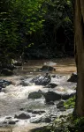 Bohemian tropical cottage, homestay 5 minutes from the Diamant beach ... - 3-Star