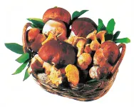 La Pineta Cravilla