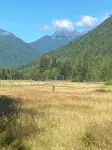 Camping cabin in gorgeous Dosewallips Valley with AC and WiFi - Hytter