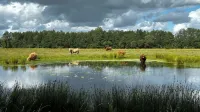 Accommodation: Jouwvakantiehuisnl - de Hondstong - Pool