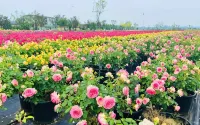 Saishi Rose Garden Homestay
