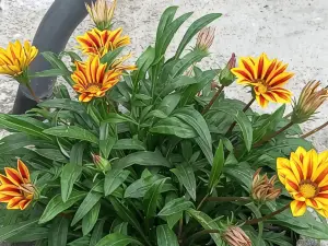 Iva Apartmani