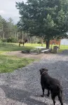 Cabin-style tiny home along best elk viewing road - Wifi
