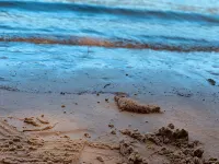 Discover tranquility near Calvert Cliffs - 부티크
