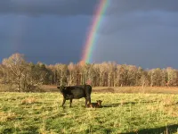 Historic Farm House on 400 Acre Cattle Farm near Clemson, SC - Boutique