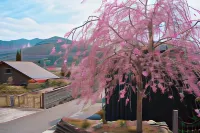 Root Hakone