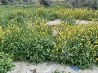 إميل الطوال فنادق في مأدبا