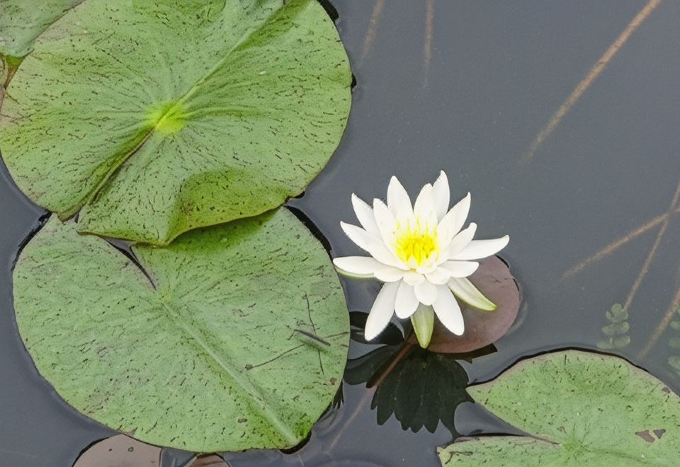 통영 타샤의정원펜션 연못