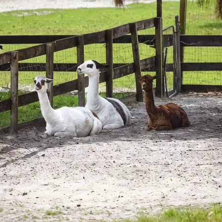 Two Old Goats Farm