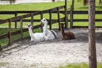 Two Old Goats Farm - 3-Star