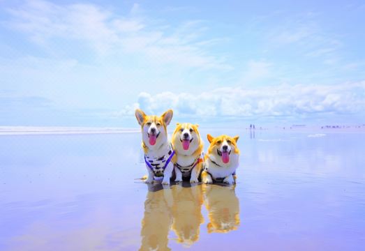 라이브맥스 리조트 이즈 시모다