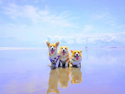 ホテル周辺 リブマックスリゾート伊豆下田の写真