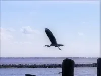 Bird watching paradise!