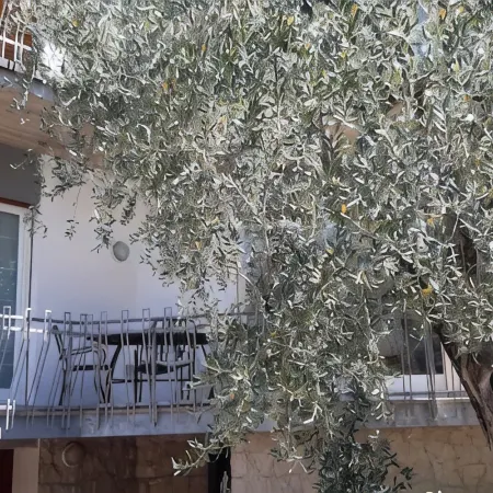 Stefi House 1 M0230450729