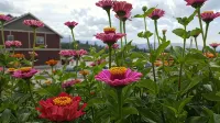 Hillcrest Farm Market B&B - balcone
