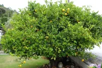 Beachside Sunnyvale Motel Hotels in The Pines