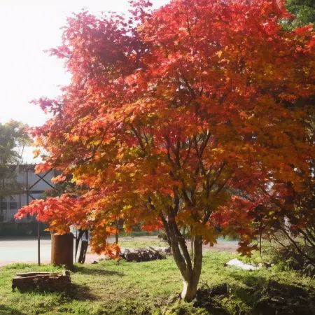 Pension Shiroi Tsubasa