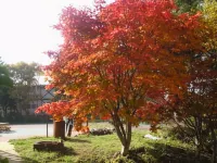 Pension Shiroi Tsubasa