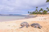 沖浪時刻套房（配空調、部分海景、海灘設施、沖浪板）-基阿胡納 - 沙灘