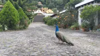 Hostal Casa Búho - Homestays