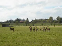 La Ferme Aux Biches - Bed and Breakfasts