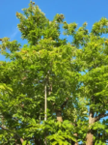 Gabala Garden Hostel