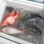Pension Blue Marlin(Hachijojima) فنادق في هاتشيجو جيما
