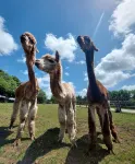 1 bedroom barn conversion on smallholding with alpacas, goats and pigs - واي فاي