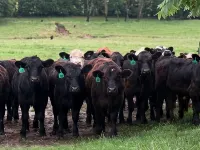 The Hombstead where luxury meets the "farm" Hotels in Cooper County