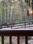 Plan Your Adventure   Extras Available Dinner with Horses or Charcuterie/Wine. - 4-Star