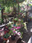 Greenspace