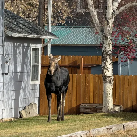 Cozy Miner's Charm near downtown Red Lodge!