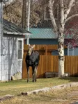 Cozy Miner's Charm near downtown Red Lodge! - 3-Sterne