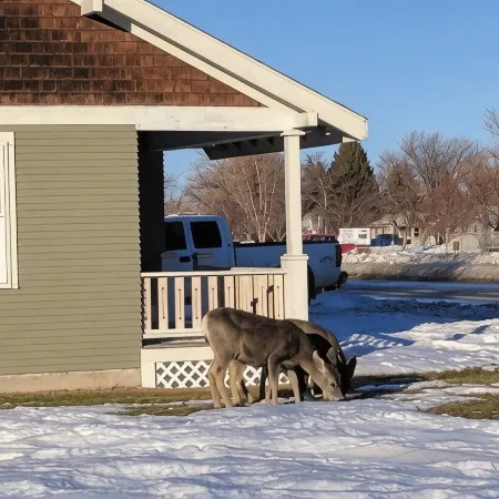 Papa Bear Cottage (Downtown Cody)