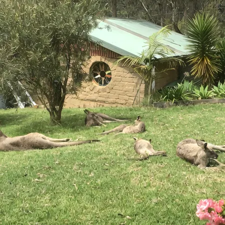 Cosy mud brick cottage in a serene bush setting, near Tathra.
