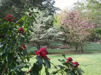 Self contained cottage in 8 acres of amazing gardens adjoining the Ovens River - 3-Sterne