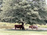 Texas Tin Star Tiny Home-Dusty Feathers Ranch. 9acres. Close to Cedar Creek Lake - 3성급